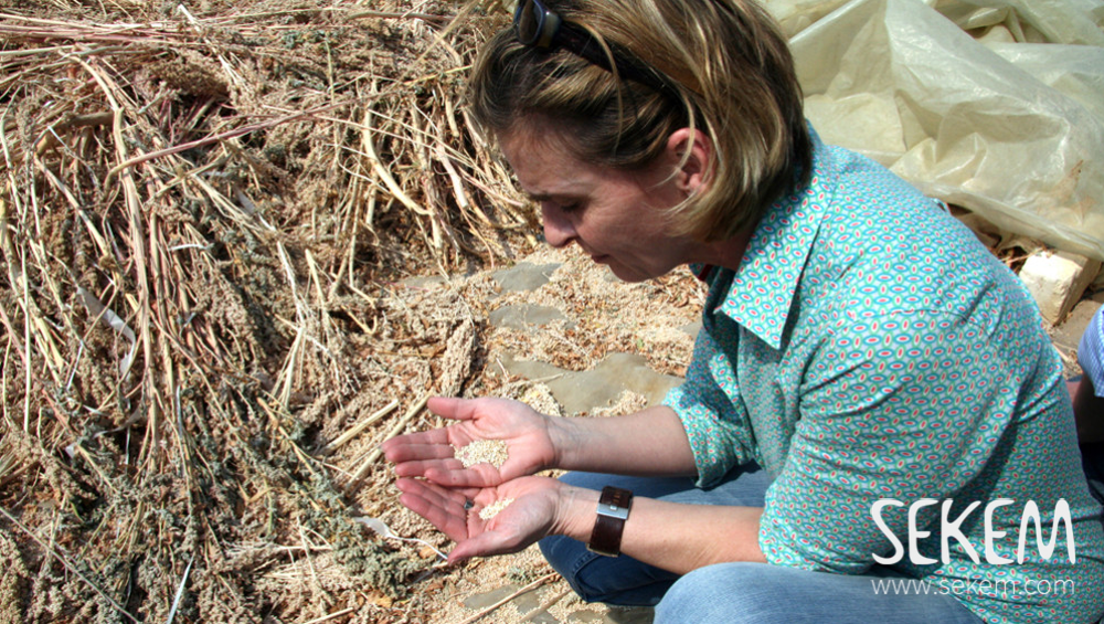 Sigrid Ahrens examines the experimental cultivation of quinoa on the SEKEM farm.