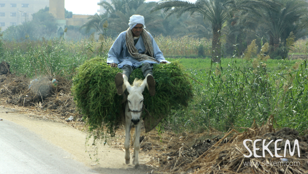 Typical scene in Fayoum: A donkey carrying the harvest from the fields.