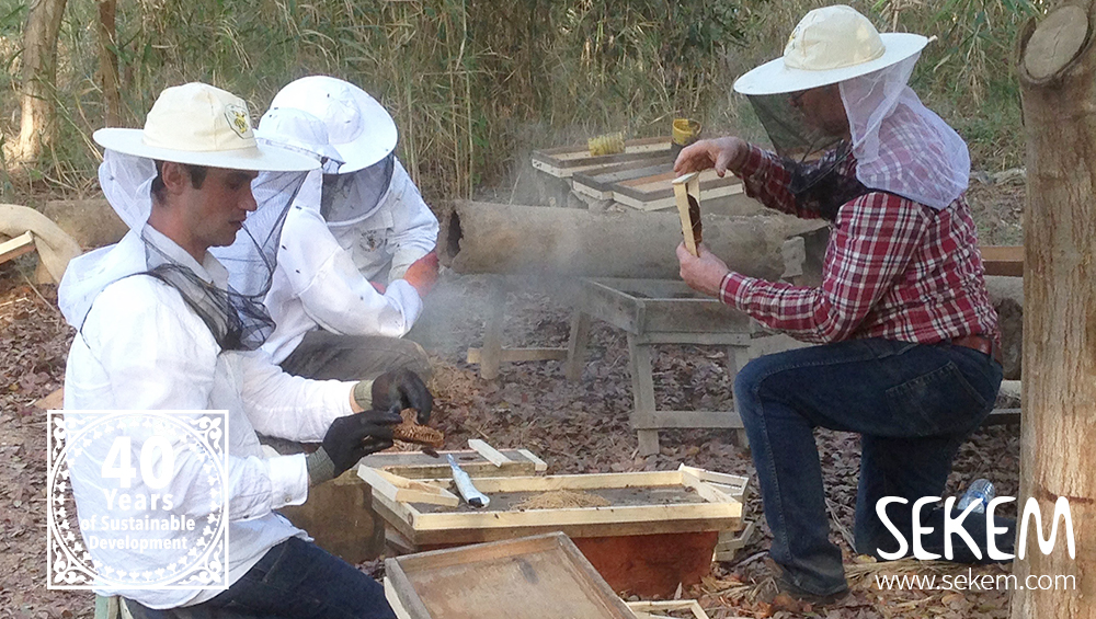Ägyptische Bienen vor dem Aussterben retten