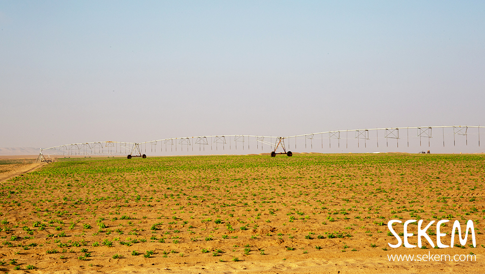 The first pivot irrigation system brought already the very first plants to life. Support us in finanzing two further solar powered irrigation systems to green 63 hectares desert land with sustainable agriculture.