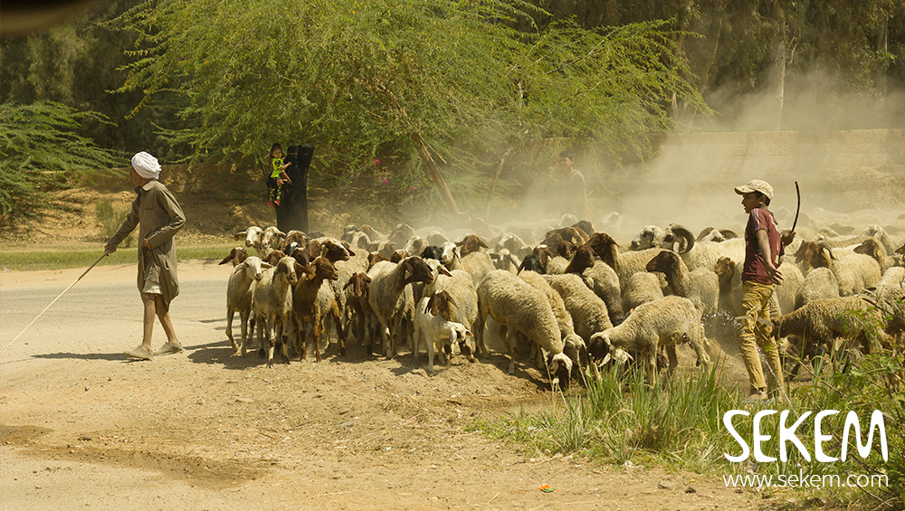Mikrokredite für die Schafszucht: Update „SEKEM Bedaya Fond“