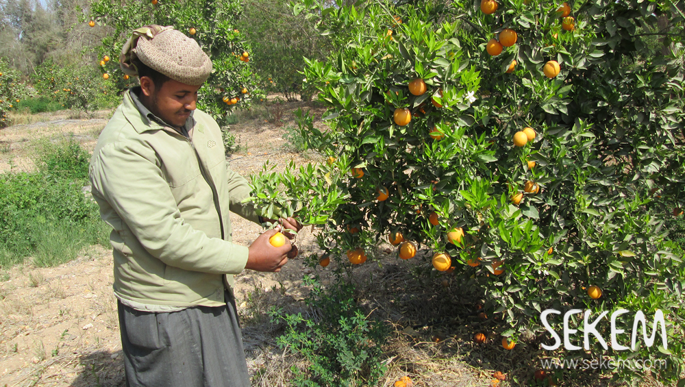Now in February, the orange trees bear the heavy load of the fruits that SEKEMs farmers have been cultivating the past year. It is in early spring that they are ready to be harvested.
