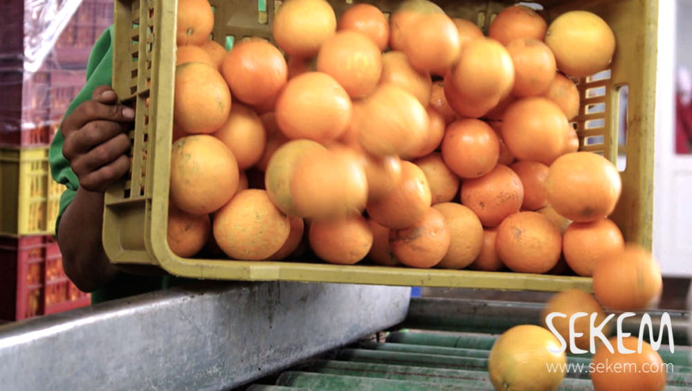 Die Orangen gelangen vom Feld direkt zur Verarbeitung in SEKEMs Fabrik.