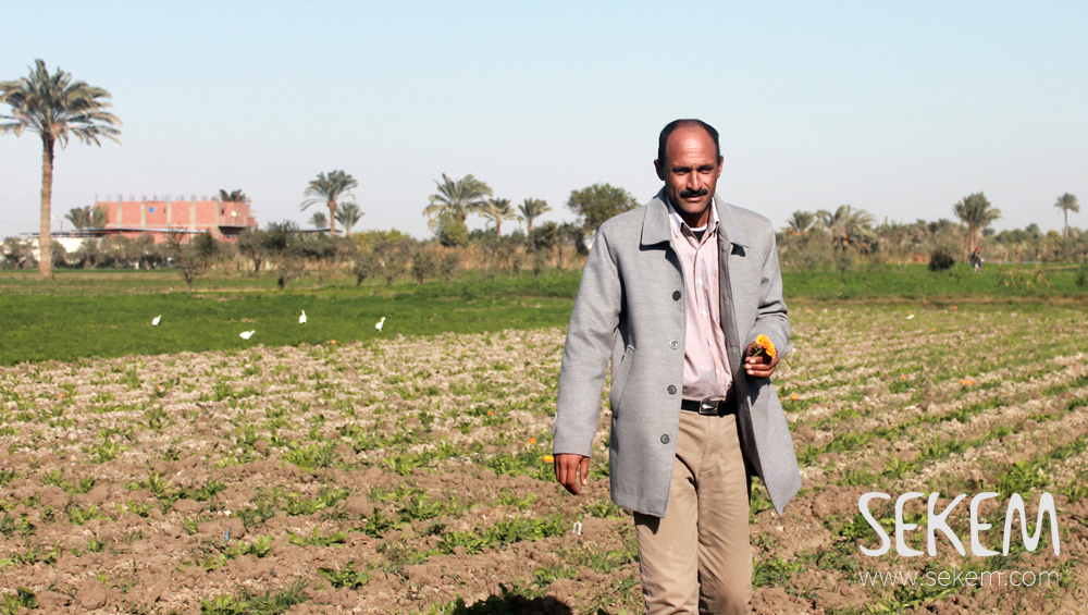 Mahmoud Farouk, einer von SEKEMs Vertragsbauern auf seinem Feld in Fayoum.