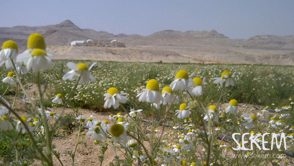 Chamomile field in the desert