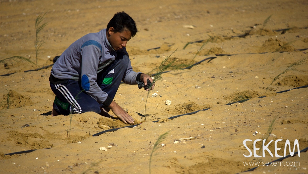 SEKEM combats desertification