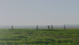 #COP29 Initiatives: Supporting Egypt’s farmers to adapt and build resilience to climate impacts