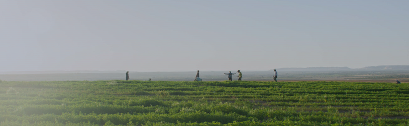 #COP29 Initiatives: Supporting Egypt’s farmers to adapt and build resilience to climate impacts